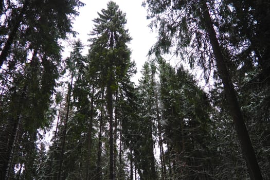 Spruce Picea is a coniferous evergreen tree of the Pine family Pinaceae. Evergreen trees. Common spruce, or Norway spruce Picea abies is widespread in northern Europe. Snowy winter coniferous forest.