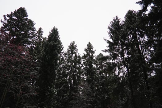 Spruce Picea is a coniferous evergreen tree of the Pine family Pinaceae. Evergreen trees. Common spruce, or Norway spruce Picea abies is widespread in northern Europe. Snowy winter coniferous forest.