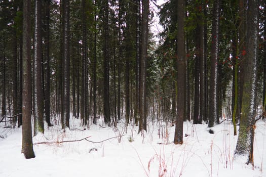 Spruce Picea is a coniferous evergreen tree of the Pine family Pinaceae. Evergreen trees. Common spruce, or Norway spruce Picea abies is widespread in northern Europe. Snowy winter coniferous forest.