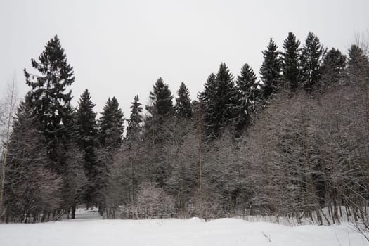 Spruce Picea is a coniferous evergreen tree of the Pine family Pinaceae. Evergreen trees. Common spruce, or Norway spruce Picea abies is widespread in northern Europe. Snowy winter coniferous forest.