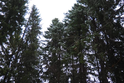 Spruce Picea is a coniferous evergreen tree of the Pine family Pinaceae. Evergreen trees. Common spruce, or Norway spruce Picea abies is widespread in northern Europe. Snowy winter coniferous forest.