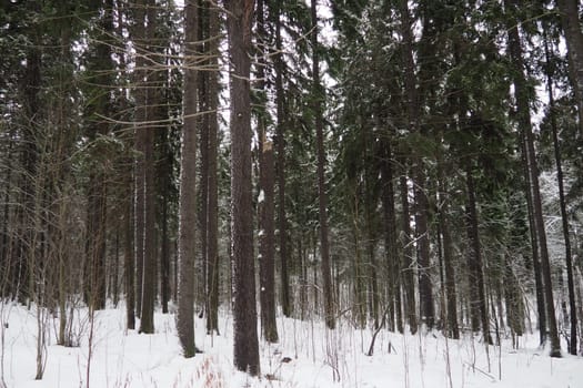 Spruce Picea is a coniferous evergreen tree of the Pine family Pinaceae. Evergreen trees. Common spruce, or Norway spruce Picea abies is widespread in northern Europe. Snowy winter coniferous forest.