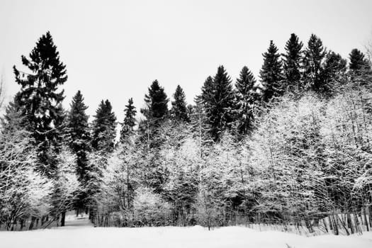 Spruce Picea is a coniferous evergreen tree of the Pine family Pinaceae. Evergreen trees. Common spruce, or Norway spruce Picea abies is widespread in northern Europe. Snowy winter coniferous forest.