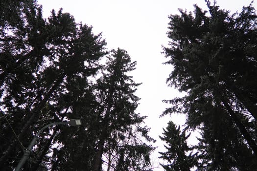 Spruce Picea is a coniferous evergreen tree of the Pine family Pinaceae. Evergreen trees. Common spruce, or Norway spruce Picea abies is widespread in northern Europe. Snowy winter coniferous forest.