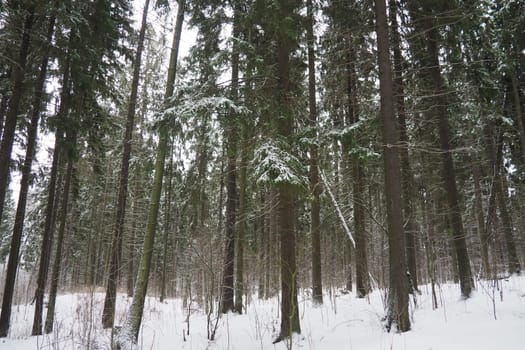 Spruce Picea is a coniferous evergreen tree of the Pine family Pinaceae. Evergreen trees. Common spruce, or Norway spruce Picea abies is widespread in northern Europe. Snowy winter coniferous forest.