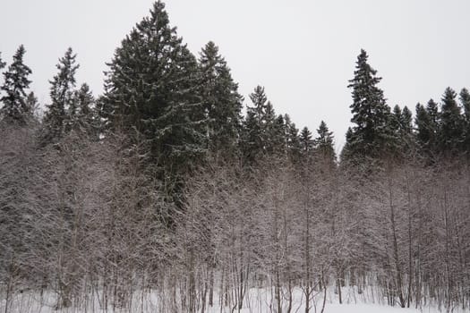 Spruce Picea is a coniferous evergreen tree of the Pine family Pinaceae. Evergreen trees. Common spruce, or Norway spruce Picea abies is widespread in northern Europe. Snowy winter coniferous forest.
