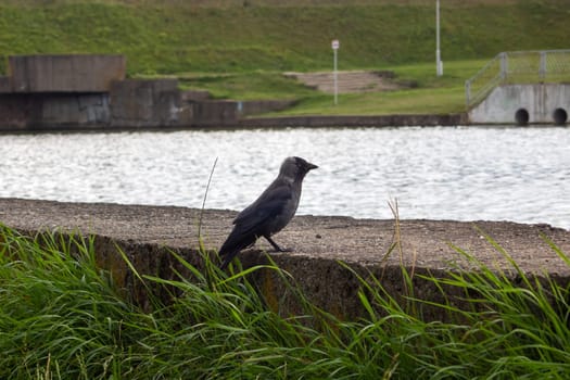 Crow on the embankment by the river close up