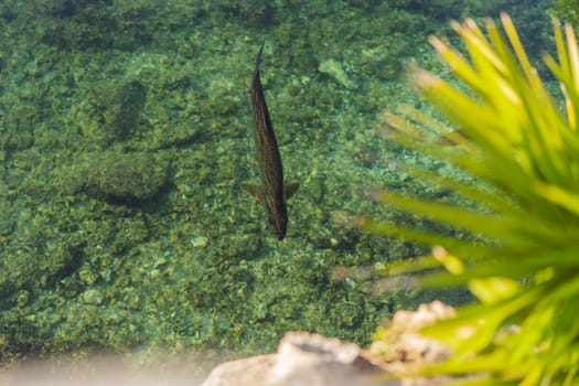 Beautiful view of a pond in summer with fish.