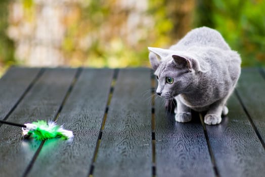 Silver cream russian blue cat on wooden table playing with feather toy