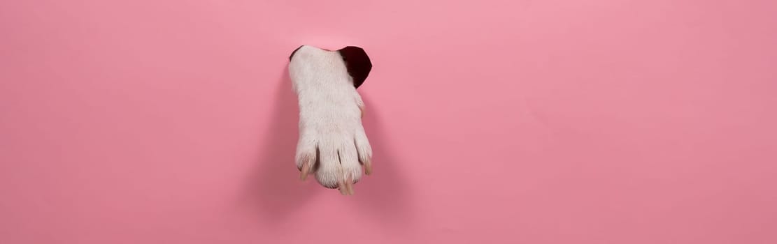 A dog's paw sticks out of a pink cardboard background. A hole in the shape of a heart. Widescreen