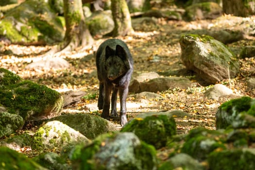 American Wolves in the Orlu National Wildlife Reserve, in Ariège, the Maison des Loups in France.