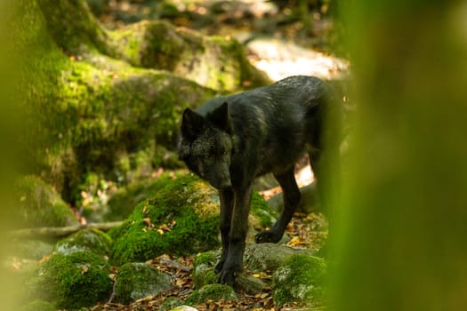 American Wolves in the Orlu National Wildlife Reserve, in Ariège, the Maison des Loups in France.