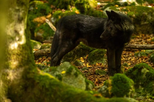 American Wolves in the Orlu National Wildlife Reserve, in Ariège, the Maison des Loups in France.