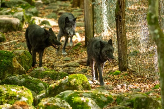 American Wolves in the Orlu National Wildlife Reserve, in Ariège, the Maison des Loups in France.