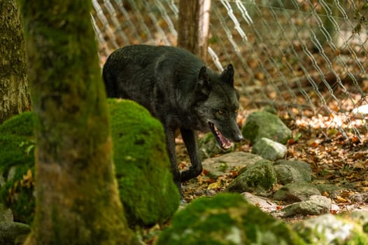 American Wolves in the Orlu National Wildlife Reserve, in Ariège, the Maison des Loups in France.