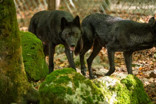 American Wolves in the Orlu National Wildlife Reserve, in Ariège, the Maison des Loups in France.