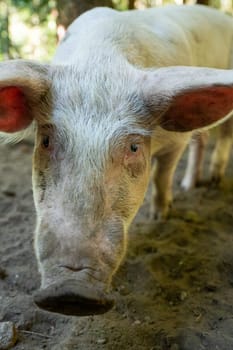 Pig in the Orlu National Wildlife Reserve, in Ariège, the Maison des Loups in France