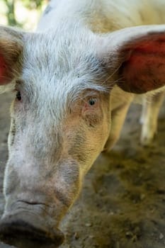 Pig in the Orlu National Wildlife Reserve, in Ariège, the Maison des Loups in France