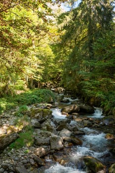 Forests in the Orlu National Wildlife Reserve, in Ariège, the Maison des Loups in France.