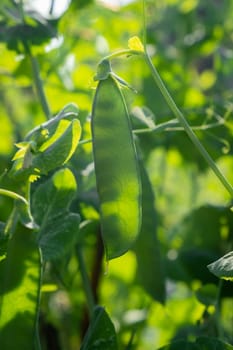 Growing peas outdoors and blurred background. Green pea pods in the vegetable garden close-up.