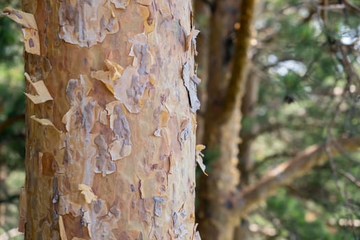 A close-up photo of a tree trunk. There is a forest in the background, and free space for text. The bark of the trunk is infected with pests. Bark destroyed by the weather.