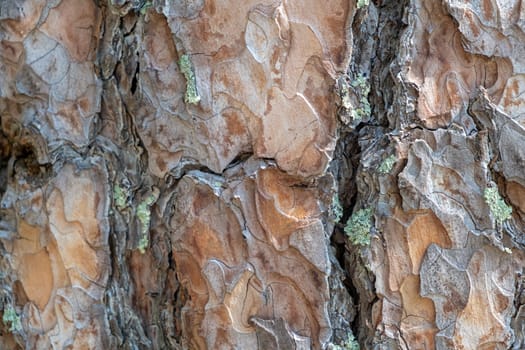 A close-up photo of a tree trunk. There is a forest in the background, and free space for text. The bark of the trunk is infected with pests. Bark destroyed by the weather.
