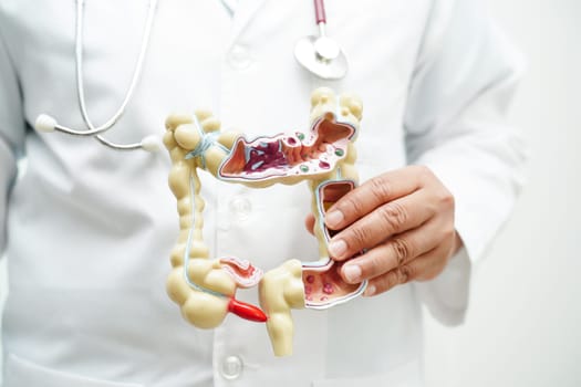 Intestine, doctor holding anatomy model for study diagnosis and treatment in hospital.