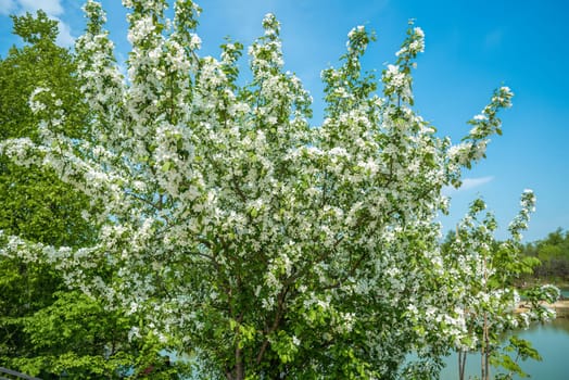 Flowering apple tree branches with fragrant white blossoms against a bright blue spring sky. Perfect as a nature background or postcard with copy space