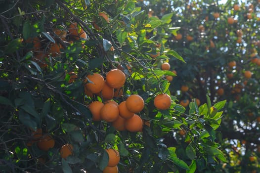 Bright oranges dangle from green leaves under the warm sun, creating a lively atmosphere in the orchard.