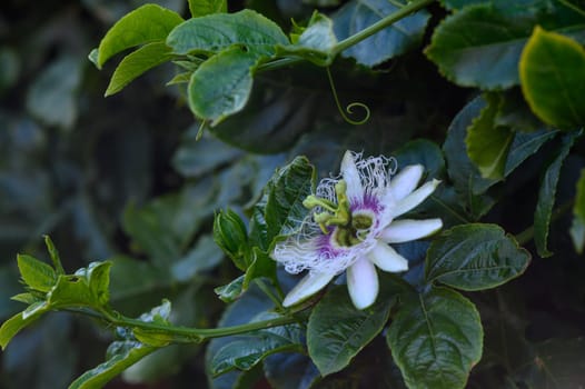 A vibrant passionflower opens its petals among rich green leaves, showcasing nature's intricate beauty in the garden.