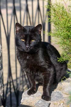 A sleek black cat lounges on a stone wall, basking in the warm sunlight and surrounded by lush green plants.
