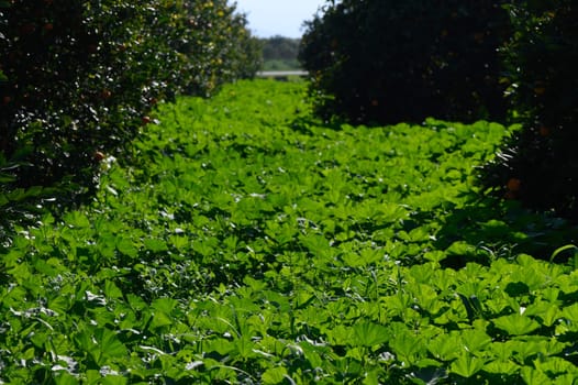 A winding path of rich green foliage stretches through rows of thriving citrus trees under a clear blue sky.