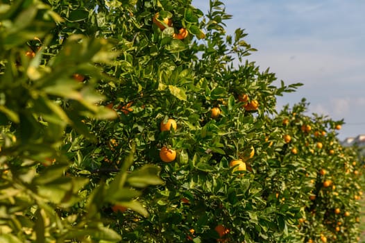 Golden oranges hang from lush green branches in a flourishing orchard filled with life and sunlight.