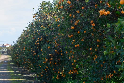 Rows of lush orange trees heavy with ripe fruit stretch along a winding path, glowing in warm afternoon light.
