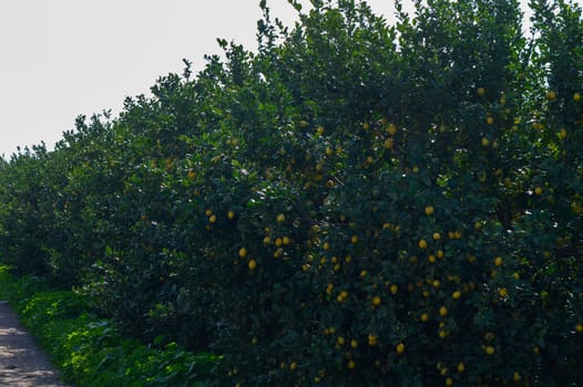 Rows of lemon trees filled with ripe lemons bask in the bright sunlight, creating a picturesque grove.