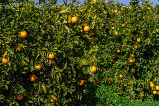 Sunlit orchards showcase vibrant orange trees heavy with ripe fruit, promising a bountiful harvest soon.