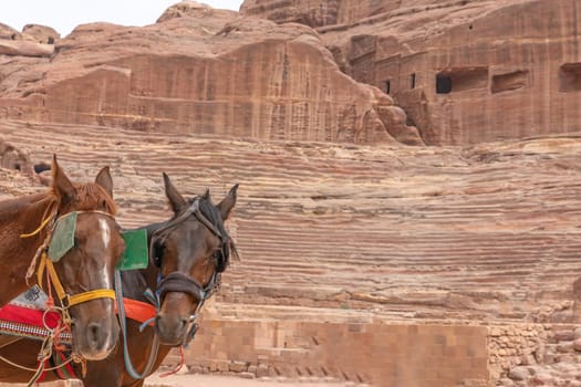 Two horses ready to transport visitors to the archaeological site of Petra, Jordan.. Horizontally. 