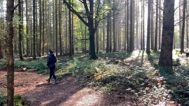A woman exploring a vibrant woodland in early autumn sunlight, enjoying nature's tranquility. The forest path winds through trees with sunlight filtering warmly through the canopy - East Sussex, UK