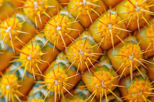 Close-up of a cactus surface, highlighting sharp spines and intricate, textured skin patterns.
