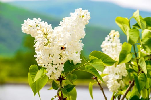 Common white lilac shrub on a spring day