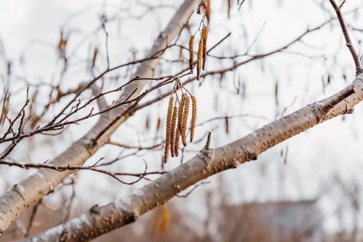 Young fresh birch tree catkins on blue sky background in spring