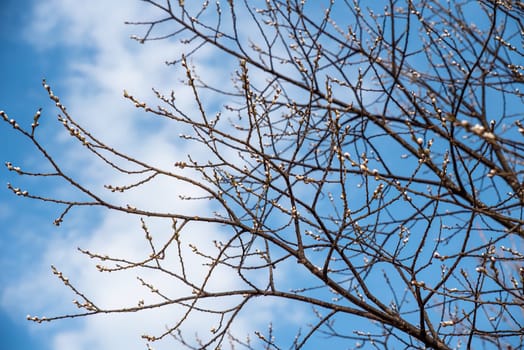 Pussy willow with furry catkins in early spring