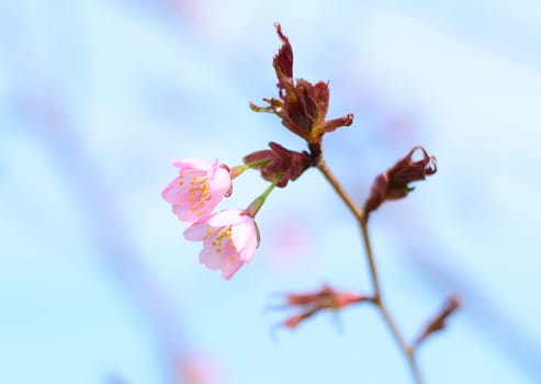 Sakura flowers against blue background. Russian Far East
