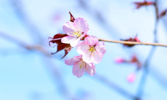 Sakura flowers against blue background. Russian Far East