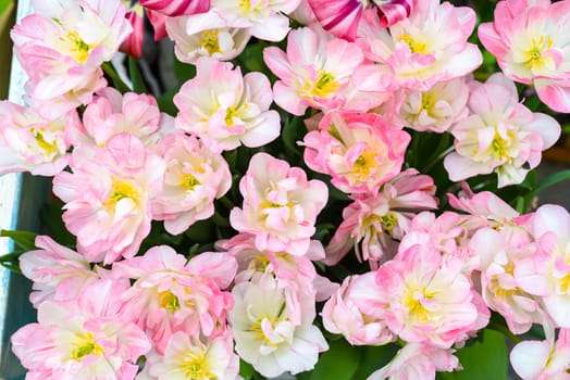 Many light pink tulips background