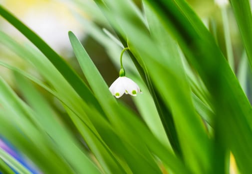 Lily of the valley flowers on green background