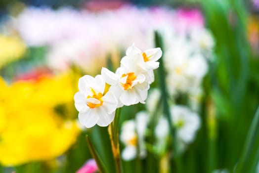Narcissus poeticus flower on green background