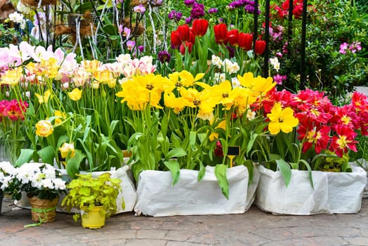 Many multicolored tulips at flower market