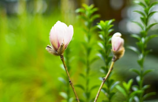 Lilac magnolia fresh flower with catkin on a spring day