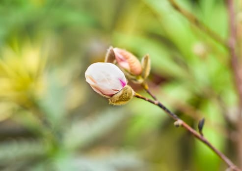 Lilac magnolia fresh flower with catkin on a spring day